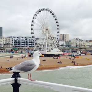 seagull posing at Brighton beach
